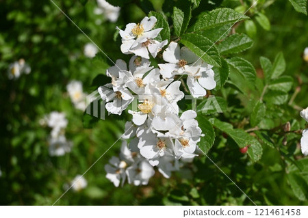 Wild rose, wild briar, wild rose, flower and fruit (false fruit) Wild rose, wild briar, wild rose, flower and fruit (false fruit) 121461458