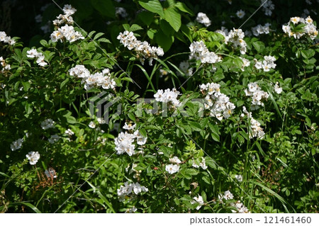Wild rose, wild briar, wild rose, flower and fruit (false fruit) Wild rose, wild briar, wild rose, flower and fruit (false fruit) 121461460