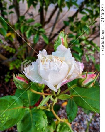 Princess Tenko 121461876