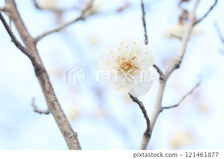 Plum blossoms telling the arrival of spring 121461877