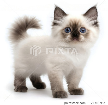 Birman cat kitten 121461934
