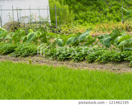 A small vegetable patch in the countryside A small vegetable patch in the countryside 121462195