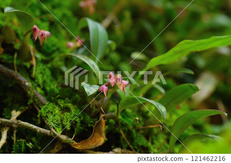 Miyama Mugiran 121462216