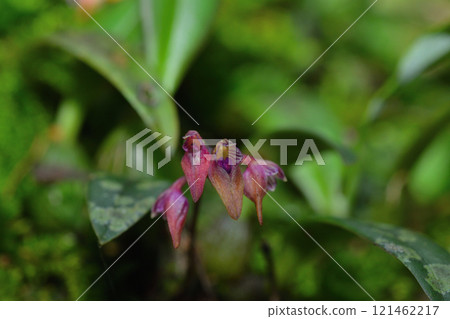 Miyama Mugiran 121462217