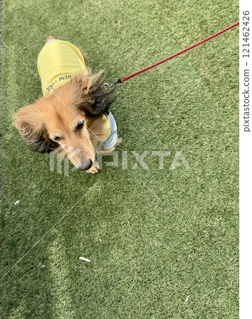 A senior miniature dachshund running on artificial turf 121462426