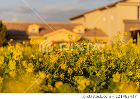 Rape blossoms that herald the arrival of spring Rape blossoms that herald the arrival of spring 121462437