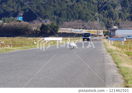 一隻天鵝走過一條柏油鋪成的農道，來到對面的稻田，留意著來往的車輛。 121462501
