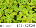 Bright yellow-green leaves 121462529