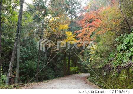 Osaka Prefectural Forest Hoshida Park (Kongo-Ikoma-Kisen Quasi-National Park) / Hoshida, Katano City, Osaka Prefecture 121462623