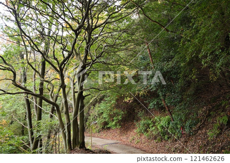 Osaka Prefectural Forest Hoshida Park (Kongo-Ikoma-Kisen Quasi-National Park) / Hoshida, Katano City, Osaka Prefecture 121462626