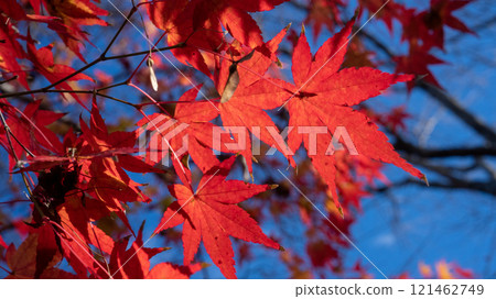 Bright red autumn leaves Bright red autumn leaves 121462749