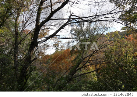 Osaka Prefectural Forest Hoshida Park (Star Swing) (Quasi-National Park) / Hoshida, Katano City, Osaka Prefecture 121462845