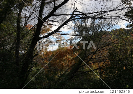 大阪府立森林星田花園(星鞦韆)(國定公園) / 大阪府交野市星田 大阪府立森林星田花園(星鞦韆)(國定公園) / 大阪府交野市星田 121462846