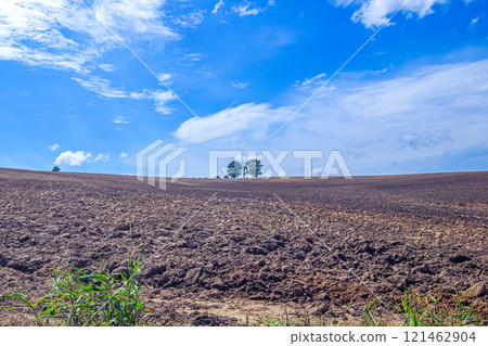北海道美瑛町親子樹 北海道美瑛町親子樹 121462904