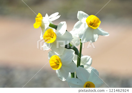 Narcissus flower Narcissus flower 121462924