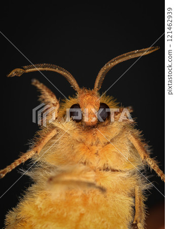 Yellow Moth, Close up of a moth. Night butterfly  121462939