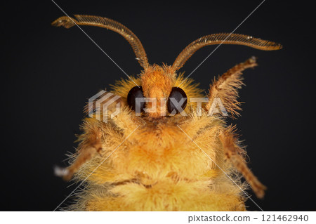 Yellow Moth, Close up of a moth. Night butterfly  121462940