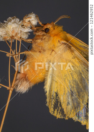 Yellow Moth, Close up of a moth. Night butterfly  121462952