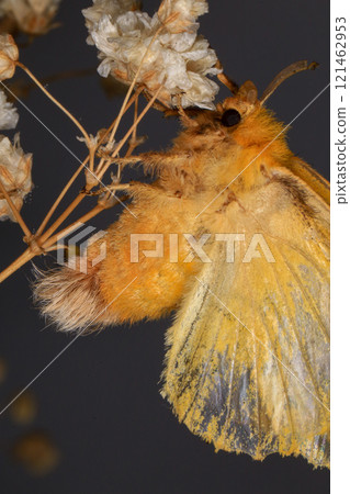 Yellow Moth, Close up of a moth. Night butterfly  121462953