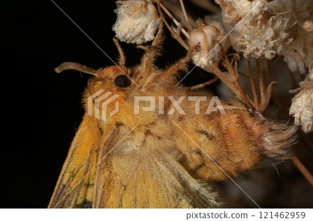 Yellow Moth, Close up of a moth. Night butterfly Yellow Moth, Close up of a moth. Night butterfly 121462959