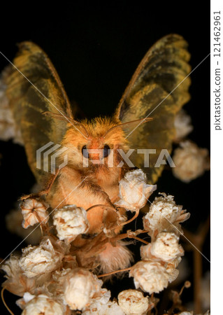 Yellow Moth, Close up of a moth. Night butterfly Yellow Moth, Close up of a moth. Night butterfly 121462961