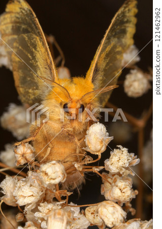 Yellow Moth, Close up of a moth. Night butterfly Yellow Moth, Close up of a moth. Night butterfly 121462962
