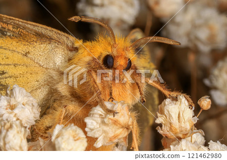Yellow Moth, Close up of a moth. Night butterfly  121462980
