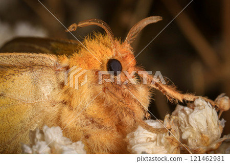 Yellow Moth, Close up of a moth. Night butterfly  121462981