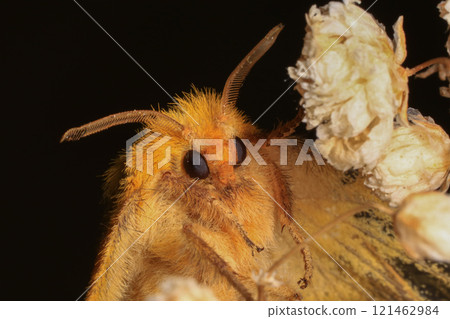 Yellow Moth, Close up of a moth. Night butterfly  121462984