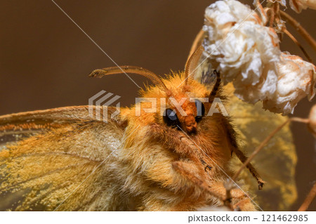 Yellow Moth, Close up of a moth. Night butterfly  121462985