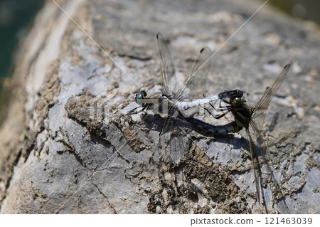 Dragonfly Activities 121463039