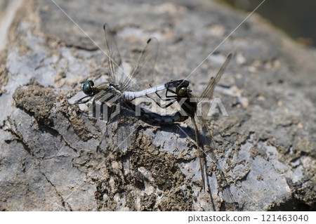 Dragonfly Activities 121463040