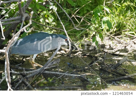 Great blue heron 121463054