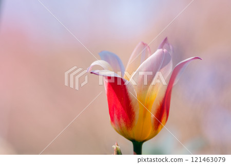 Tulips in the soft light of spring Tulips in the soft light of spring 121463079