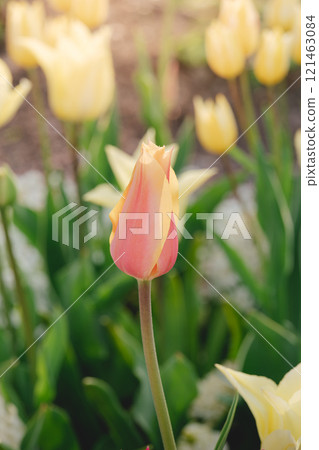 Spring garden with pink and yellow tulip buds Spring garden with pink and yellow tulip buds 121463084