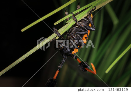 long-horned beetle 121463129