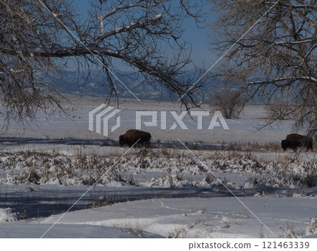Landscape with American bison walking among the trees Landscape with American bison walking among the trees 121463339