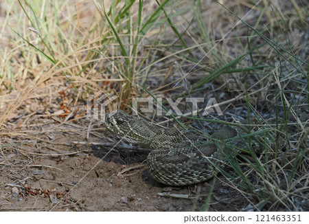 A rattlesnake emerges from the grass 121463351