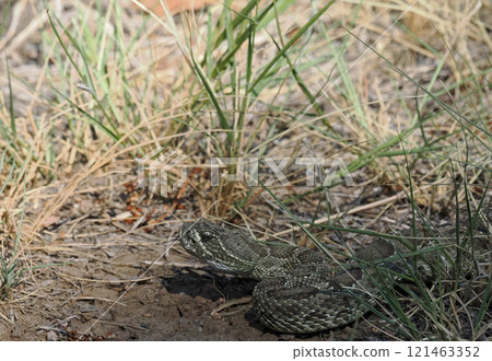 Rattlesnake emerges from the grassland 121463352