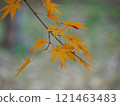 Momiji which yellowed leaves 121463483