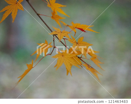 Momiji which yellowed leaves 121463483