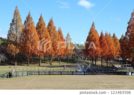 內上川防洪綠地秋景絕景 / [大阪府寢屋川市宇豆正倉丘] 121463506