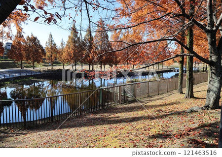 Uchiage River Flood Control Green Space - Spectacular autumn scenery / [Sakuragaoka, Uzumasa, Neyagawa City, Osaka Prefecture] 121463516