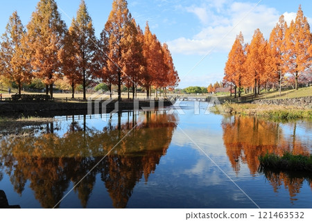 內上川防洪綠地秋景絕景 / [大阪府寢屋川市宇豆正倉丘] 121463532
