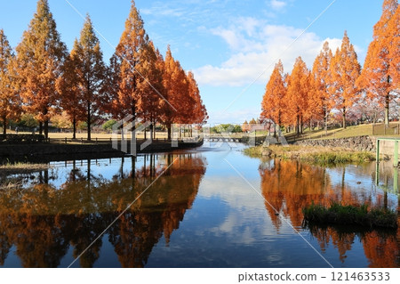 Uchiage River Flood Control Green Space - Spectacular autumn scenery / [Sakuragaoka, Uzumasa, Neyagawa City, Osaka Prefecture] 121463533