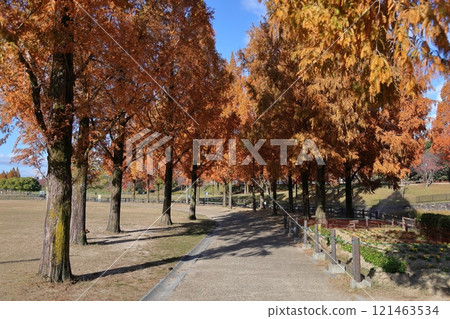 Uchiage River Flood Control Green Space - Spectacular autumn scenery / [Sakuragaoka, Uzumasa, Neyagawa City, Osaka Prefecture] 121463534