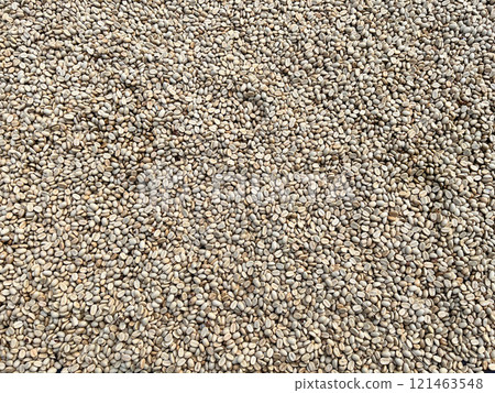 raw coffee beans spread out for drying under natural sunlight. This image highlights the initial stage of coffee processing, showcasing the organic texture and natural color of unroasted beans 121463548