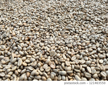 raw coffee beans spread out for drying under natural sunlight. This image highlights the initial stage of coffee processing, showcasing the organic texture and natural color of unroasted beans raw coffee beans spread out for drying under natural sunlight. This image highlights the initial stage of coffee processing, showcasing the organic texture and natural color of unroasted beans 121463550