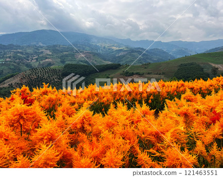 A vibrant field of orange Celosia flowers in full bloom, set against a scenic backdrop of rolling mountains and lush greenery, harmony of natural beauty and agricultural charm, rural serenity 121463551