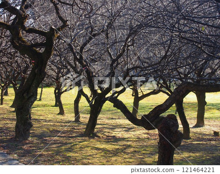 Winter scenery of the plum orchard Winter scenery of the plum orchard 121464221
